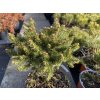 Picea abies 'Pigmaea 212' - smrk ztepilý