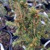 Picea abies 'Pinna' - smrk ztepilý