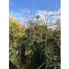 Picea abies 'Rothenhaus' balové - smrk ztepilý