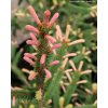 Picea abies 'Rubra Spicata' - smrk ztepilý