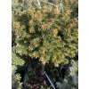 Picea abies Silnice WB