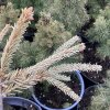 Picea abies 'Silver Star' - smrk ztepilý