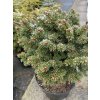 Picea abies 'Suchan' WB - smrk ztepilý