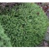 Picea abies 'Tabuliformis' - smrk ztepilý