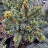 Picea abies 'U Kůrovce WB' - smrk ztepilý