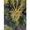 Picea abies 'Uwe' smrk ztepilý