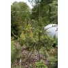 Picea abies 'Viminalis' - smrk ztepilý