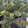 Picea abies 'Virgata Nana' - smrk ztepilý