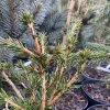 Picea abies 'Virgata Vanc Naháč' - smrk ztepilý