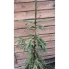 Picea abies 'White Rothenhaus' - smrk ztepilý