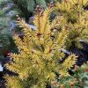 Picea abies 'Yellow Kornell Dwarf' - smrk ztepilý