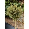 Picea abies 'Zaječice' WB kmínek - smrk ztepilý
