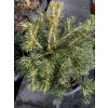 Picea abies 'Tompa Gold' - smrk ztepilý