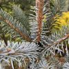 Picea bicolor - smrk dvoubarvý