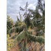 Picea breweriana - smrk Brewerův