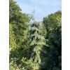 Picea engelmanii 'Bush Lace' - smrk Engelmanův