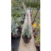 Picea glauca 'Pendula' - smrk sivý