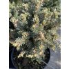 Picea glauca 'Paleček ' - smrk sivý