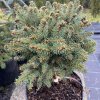 Picea glauca 'Paleček ' - smrk sivý