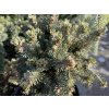 Picea glauca 'Paleček ' - smrk sivý