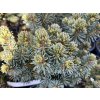 Picea glauca 'Stanley Pygmy' - smrk sivý
