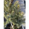 Picea mariorica 'Kobold' - smrk
