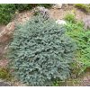 Picea mariorica 'Machala' - smrk