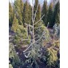 Picea obovata 'Xaverow' - smrk sibiřský