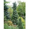 Picea omorika 'Pendula' - smrk Pančičův
