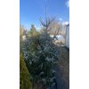 Picea omorika 'Pendula' balové - smrk Pančičův