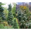 Picea omorika 'Pendula' balové - smrk Pančičův