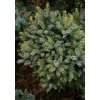 Picea omorika 'Tijn' - smrk Pančičův