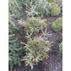 Picea orientalis 'Argentea' - smrk východní