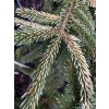 Picea orientalis 'Argentea' - smrk východní