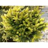 Picea orientalis 'Tom Thumb Gold' kmínek - smrk východní