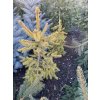 Picea pungens 'Aurea Vanc' - smrk pichlavý