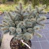 Picea pungens 'Blaue Kissen' kmínek - smrk pichlavý