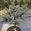 Picea pungens 'Blaue Kissen' kmínek - smrk pichlavý