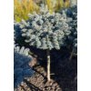 Picea pungens 'Blaue Kissen' kmínek - smrk pichlavý