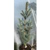 Picea pungens 'Blue Totem' - smrk pichlavý