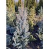 Picea pungens 'Blue Tothem' - smrk pichlavý
