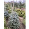 Picea pungens 'Glauca' semenáč - smrk pichlavý