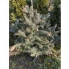 Picea pungens 'Hermann Nauen' - smrk pichlavý