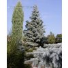 Picea pungens 'Hoopsii' - smrk pichlavý