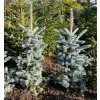 Picea pungens 'Hoopsii' balové - smrk pichlavý