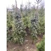 Picea pungens 'Iseli Fastigiata' - smrk pichlavý