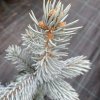 Picea pungens 'Oldenburg' - smrk pichlavý