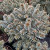 Picea pungens 'Pali' - smrk pichlavý