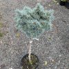 Picea pungens 'Pali' kmínek - smrk pichlavý