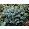 Picea sitchensis 'Silber Zwerg' - smrk sitka